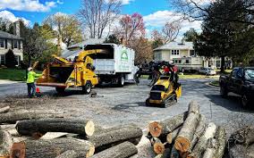 Trusted Coal Creek, CO Tree Services Experts