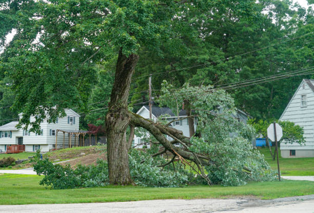 Best Utility Line Clearance  in Al Creek, CO