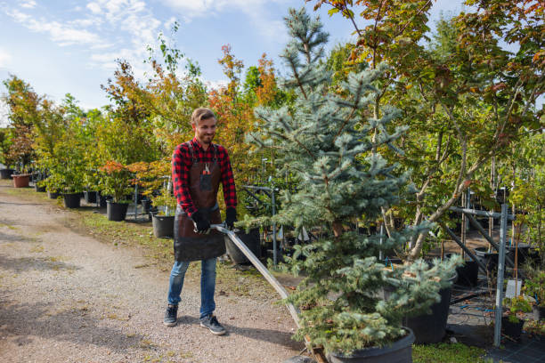 Best Emergency Tree Removal  in Al Creek, CO